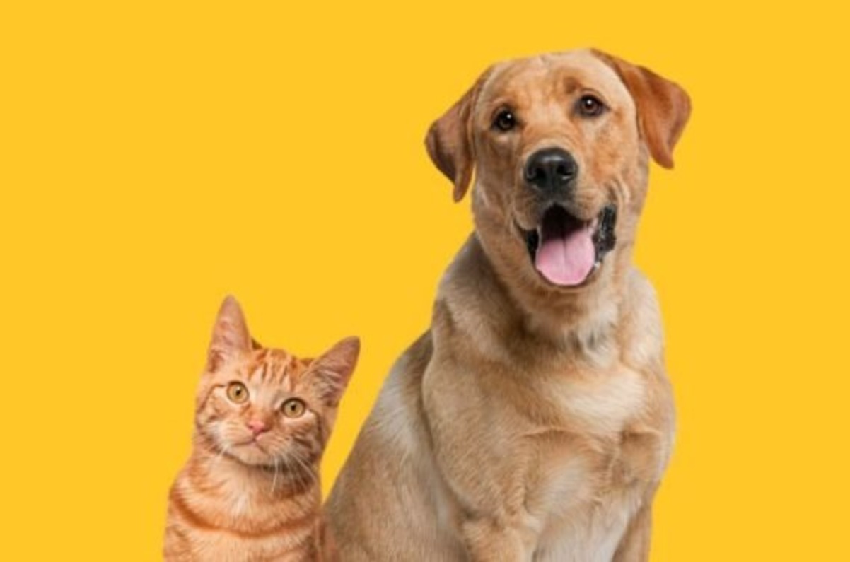 Petbarn