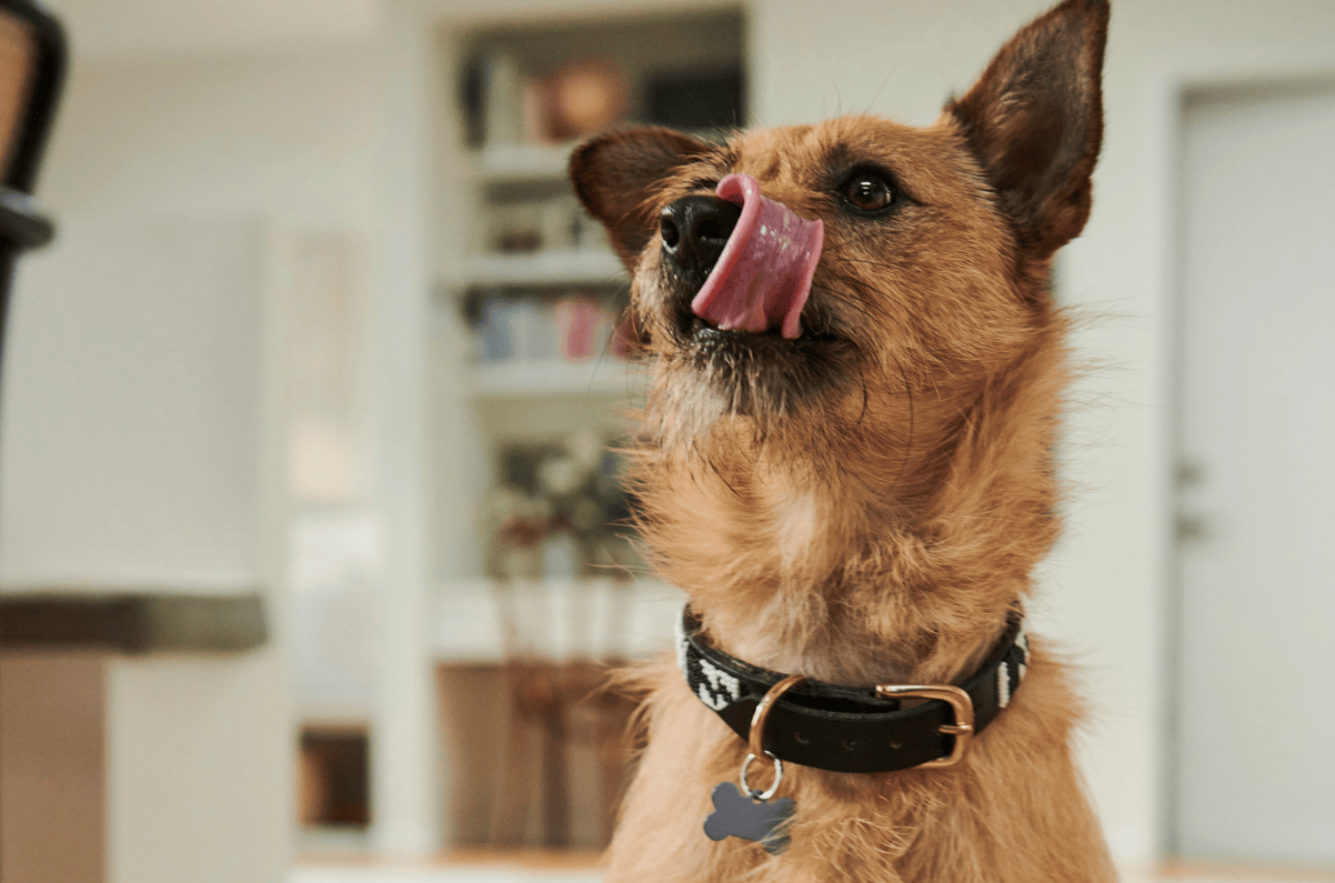 18% Cashback at Petstock